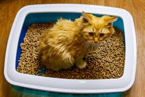 can you vacuum cat litter?